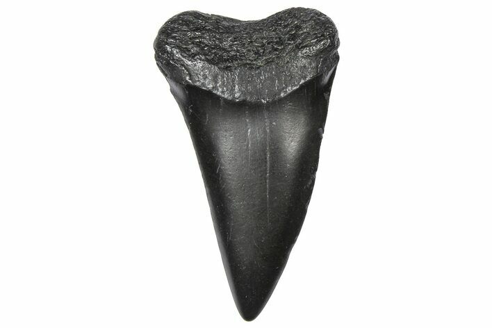 Fossil Broad-Toothed Mako Tooth - South Carolina #360876